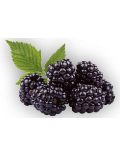 Sang Shen - Fruit de mûrier - 桑葚 2