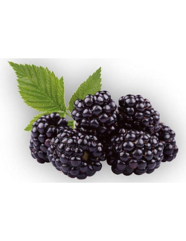 Sang Shen - Fruit de mûrier - 桑葚