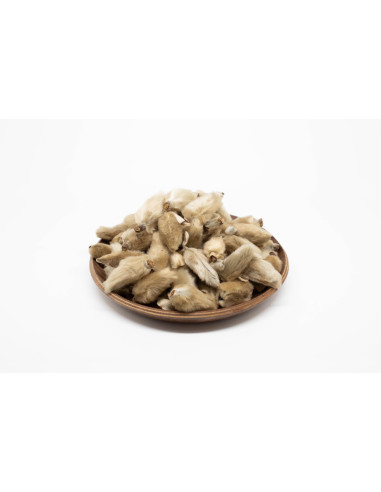 Magnolia biondii - XIN YI HUA - 辛夷花