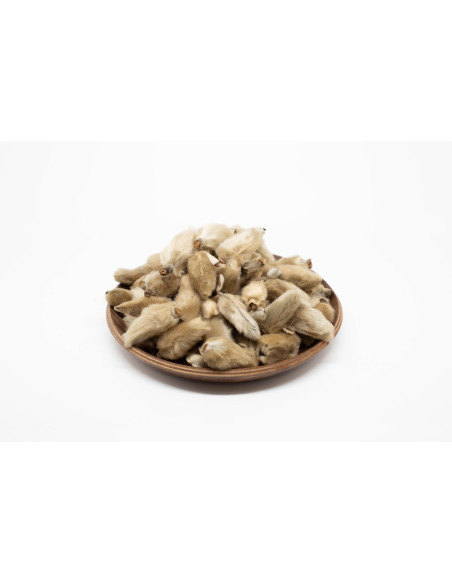Magnolia biondii - XIN YI HUA - 辛夷花