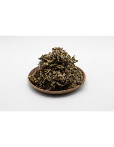 Artemisia argyi - AI YE - 艾叶