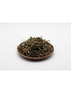 Plantago asiatica - CHE QIAN CAO - 车前草