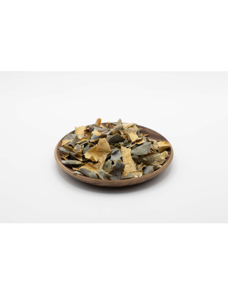 Benincasa hispida - DONG GUA PI - 冬瓜皮