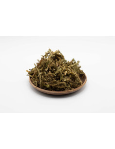 Herbe de lycopode - SHEN JIN CAO - 伸筋草