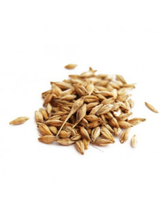 Mai Ya - L'orge malté - 炒麦芽