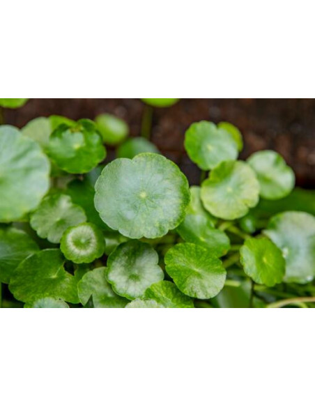 Jin Qian Cao - Lysimachia Christinae - 金钱草