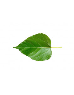 Sang Ye - Feuilles de Mûrier - 桑叶 2