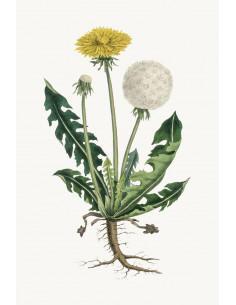 Pu Gong Ying  - Pissenlit - 蒲公英 2